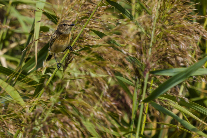 Tarier pâtre femelle